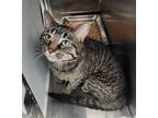 Adopt Foxy a Domestic Short Hair