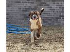 Adopt Cookie a Bull Terrier, Shar-Pei