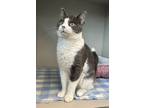 Adopt Joshua a Domestic Short Hair