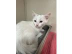Adopt Cottontail a Domestic Short Hair