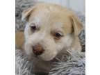 Adopt Sundance a Labrador Retriever, Husky