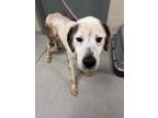 Adopt Louie 30365 a Great Pyrenees, Mixed Breed