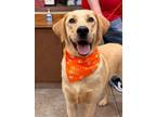 Adopt Flash 30316 a Labrador Retriever