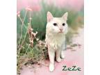 Adopt Zeze 123724 a Domestic Medium Hair