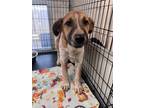 Adopt Bear 30264 a Pit Bull Terrier, Australian Cattle Dog / Blue Heeler