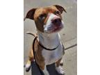 Adopt Harvard a Pit Bull Terrier, Mixed Breed