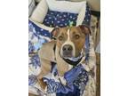 Adopt Duke a American Staffordshire Terrier, Mixed Breed