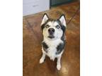 Adopt Thor a Husky, Mixed Breed