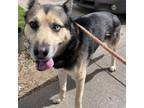 Adopt Joey a German Shepherd Dog, Husky