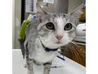 Adopt Lock a Domestic Short Hair