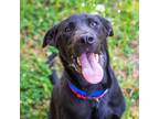 Adopt Pluto a Labrador Retriever