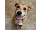 Adopt Woofgang- 051503S a Labrador Retriever, Hound