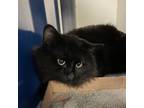 Adopt Castiel- 051003S a Domestic Medium Hair