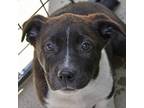 Adopt Bruce a Cattle Dog, American Staffordshire Terrier