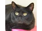 Adopt Montgomery a Domestic Short Hair
