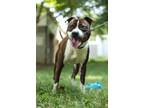 Adopt Kendrick a American Staffordshire Terrier