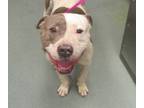 Adopt Cedric a American Staffordshire Terrier