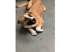 Adopt Poppi a Boxer