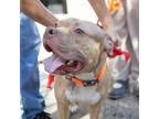 Adopt Busco Jake a Staffordshire Bull Terrier, American Staffordshire Terrier