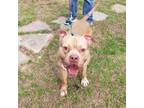 Adopt Busco Jake a Staffordshire Bull Terrier, American Staffordshire Terrier