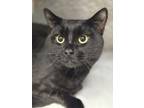 Adopt Binkie a Domestic Short Hair