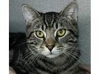 Adopt Teddy a Domestic Short Hair