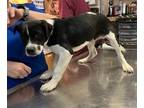Adopt Peabody a Beagle, Mixed Breed