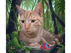 Adopt Simba a Domestic Short Hair