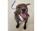 Adopt Mortie a Pit Bull Terrier, Mixed Breed