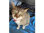 Adopt Leo a Domestic Short Hair