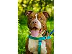 Adopt Barkley a American Staffordshire Terrier