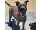 Adopt Yoda a Pit Bull Terrier, Mixed Breed