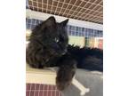 Adopt Jeter a Domestic Long Hair