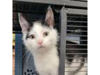 Adopt Chaos a Domestic Short Hair