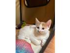 Adopt Mikey a Domestic Short Hair