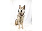 Adopt Eddie a Husky