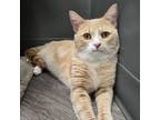 Adopt Chipper a Domestic Short Hair