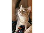 Adopt Tinsel a Domestic Medium Hair