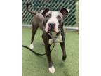 Adopt Dougan a Pit Bull Terrier, Mixed Breed