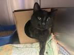 Adopt Mr Wiggles a Domestic Short Hair