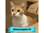 Adopt Willy a Domestic Short Hair