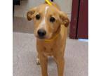 Adopt Leroy a Mixed Breed