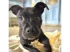 Adopt Rumble a Pit Bull Terrier