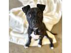Adopt Oakley a Pit Bull Terrier