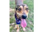 Adopt Shayne a Hound, Mixed Breed