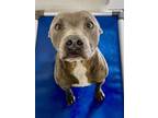 Adopt Azuel a Pit Bull Terrier, Mixed Breed
