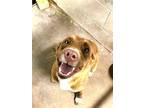 Adopt Toffey a Shepherd, Mixed Breed