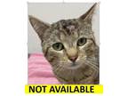 Adopt Ace a Domestic Short Hair