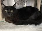 Adopt Toothless2 a Domestic Short Hair