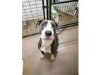 Adopt Tobye a Pit Bull Terrier, Mixed Breed